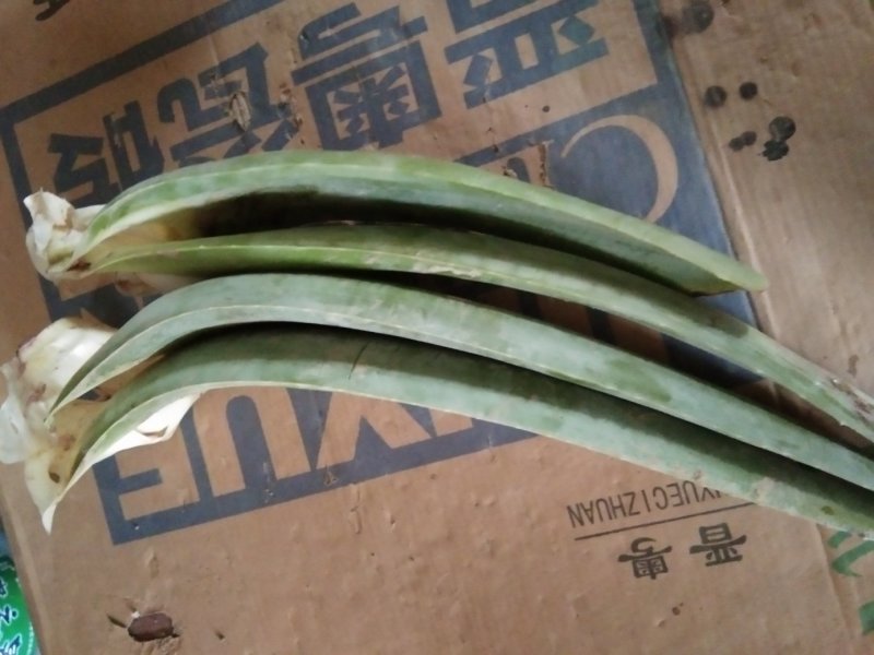 美国库拉索美容芦荟