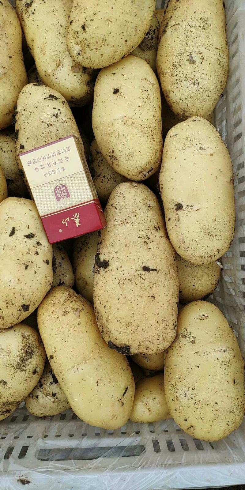 荷兰十五土豆【无青头个头大黄皮黄心】全国发货质量保证