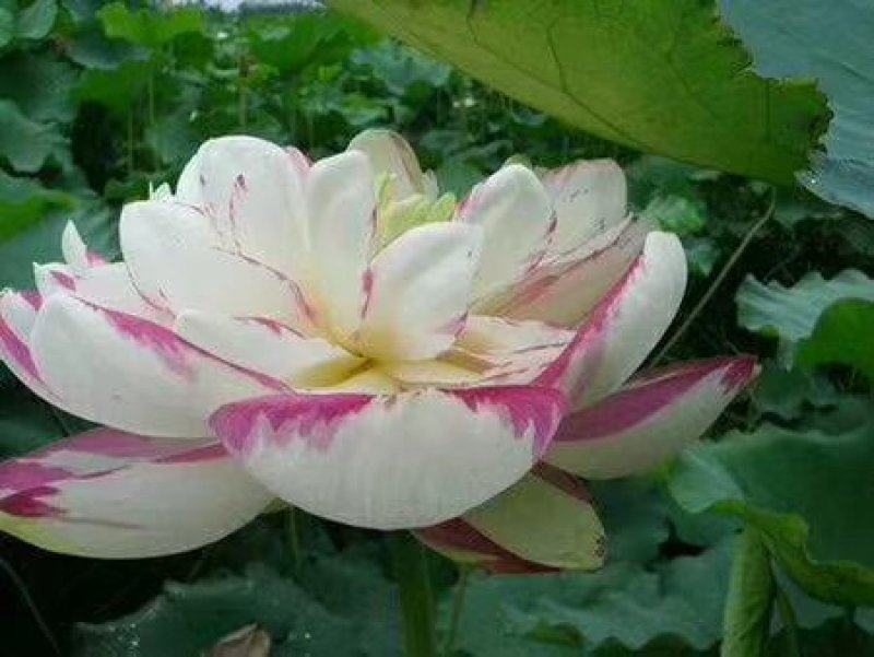 精品荷花/精品荷花价格/精品荷种植/供应精品荷花