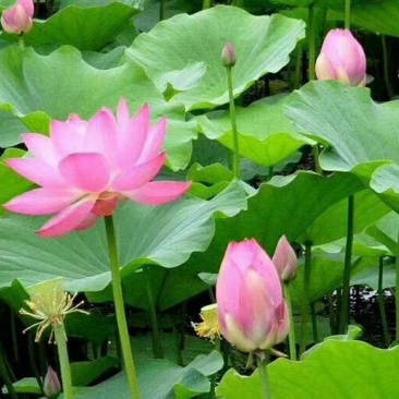 精品荷花/精品荷花价格/精品荷种植/供应精品荷花