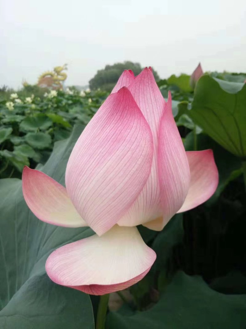 精品荷花/精品荷花价格/精品荷种植/供应精品荷花