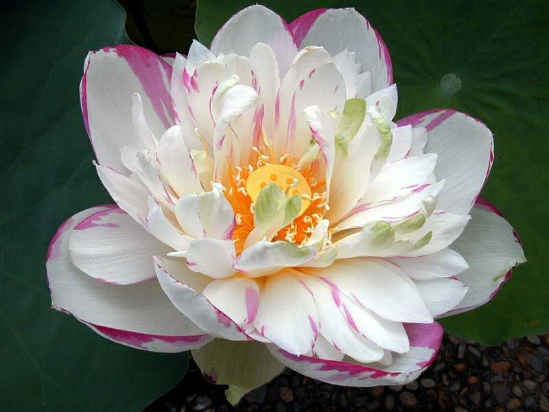 精品荷花/精品荷花价格/精品荷种植/供应精品荷花