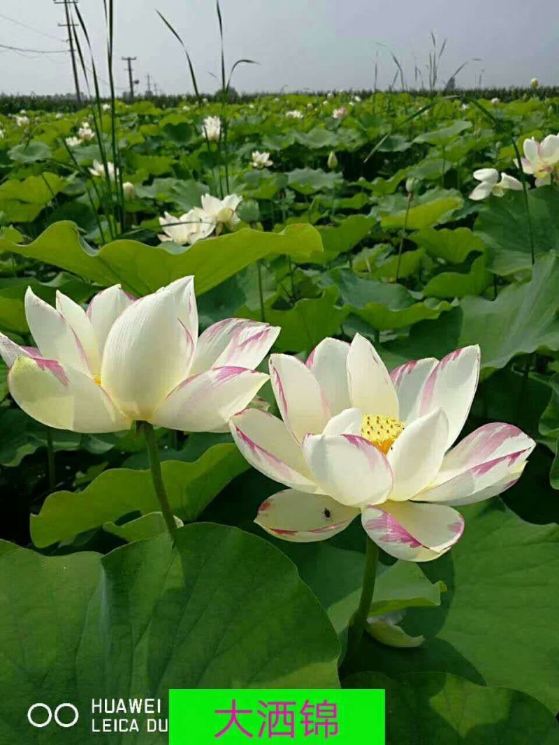 精品荷花/精品荷花价格/精品荷种植/供应精品荷花