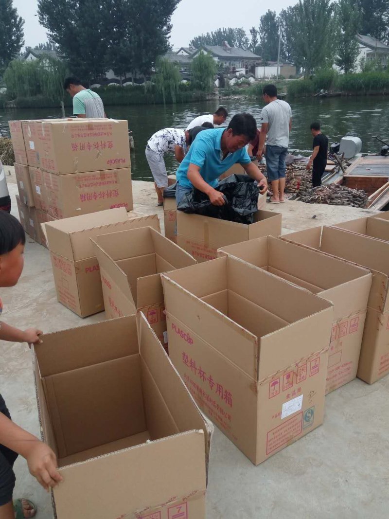 供应盆栽荷花/盆栽荷花价格/盆栽荷花批发/盆栽荷花基地