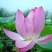 供应盆栽荷花/盆栽荷花价格/盆栽荷花批发/盆栽荷花基地