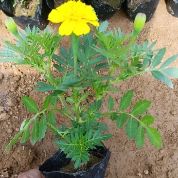 山东青州孔雀草基地直发可视频看货量大价优