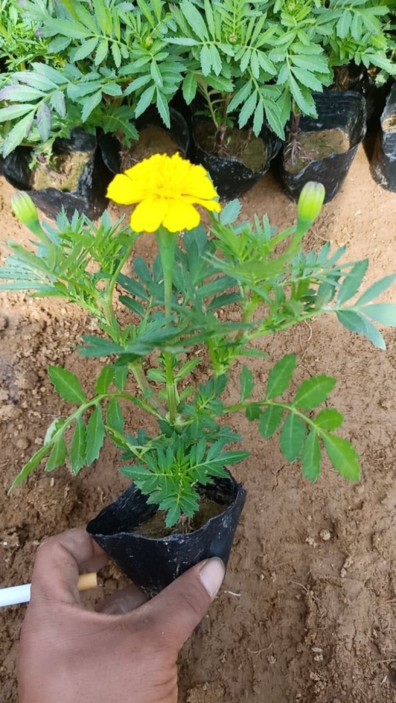 山东青州孔雀草基地直发可视频看货量大价优
