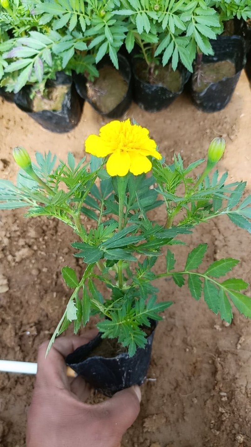 山东青州孔雀草基地直发可视频看货量大价优