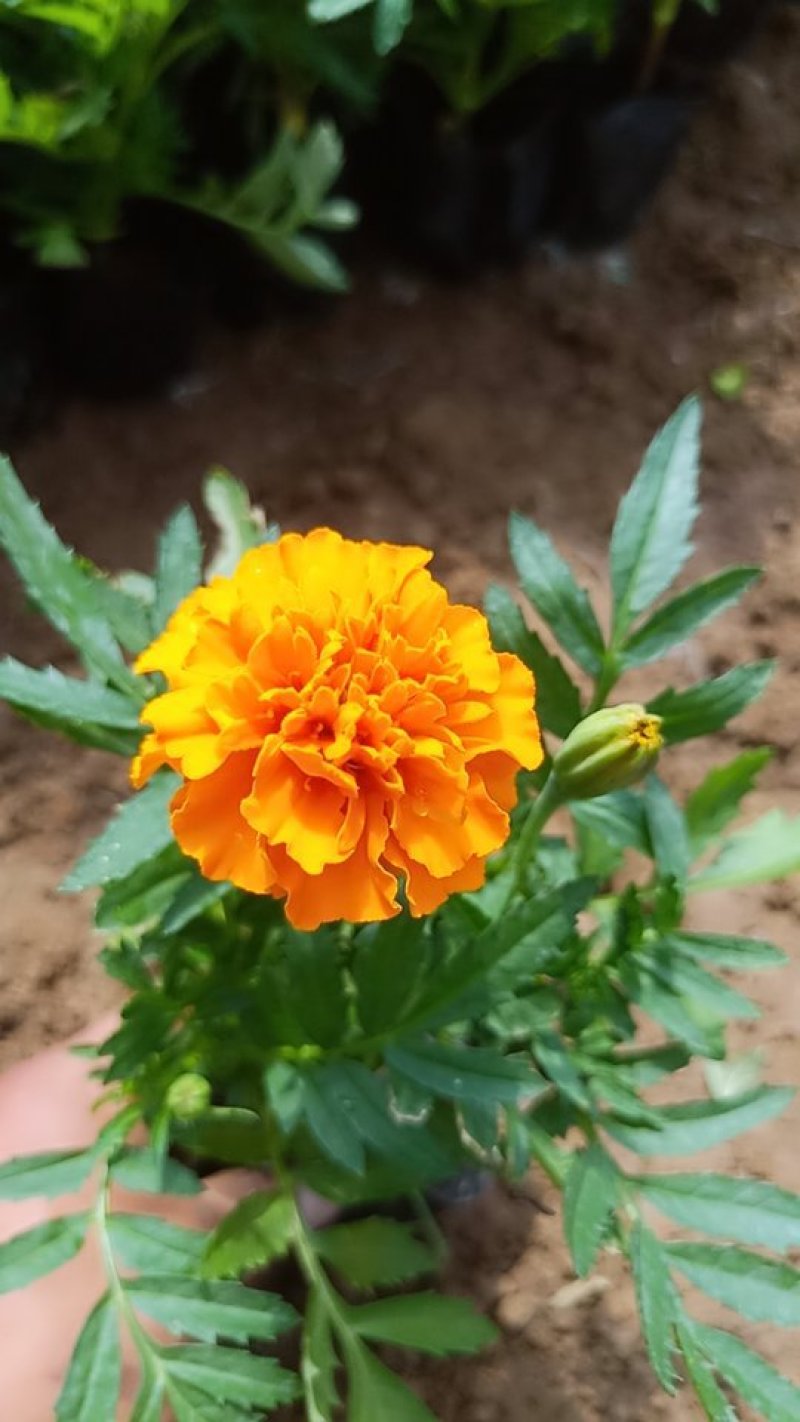 山东青州孔雀草基地直发可视频看货量大价优