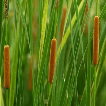 香蒲种植/宁夏香蒲种植基地