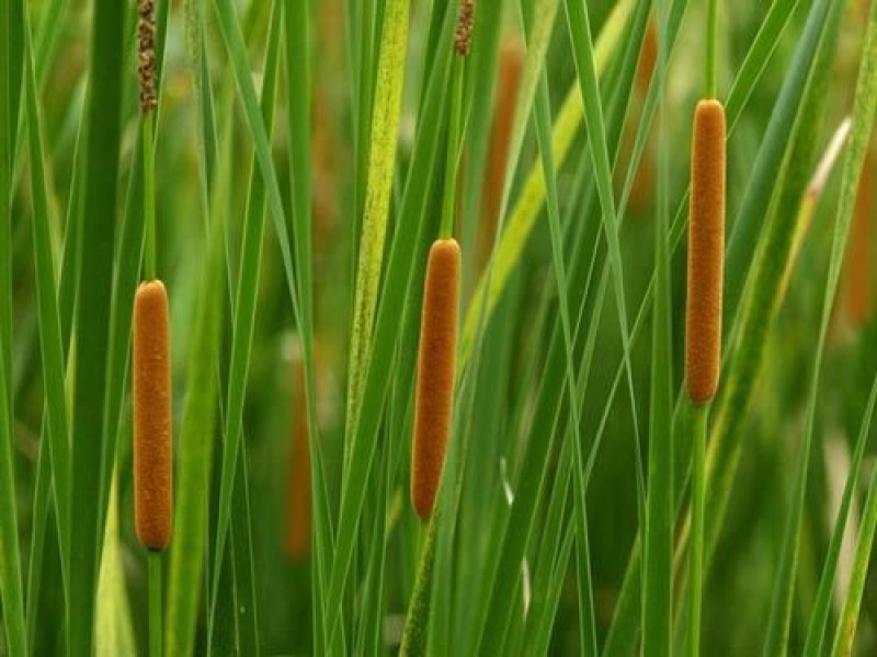 香蒲种植/宁夏香蒲种植基地
