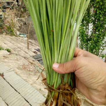 水生植物种苗批发
