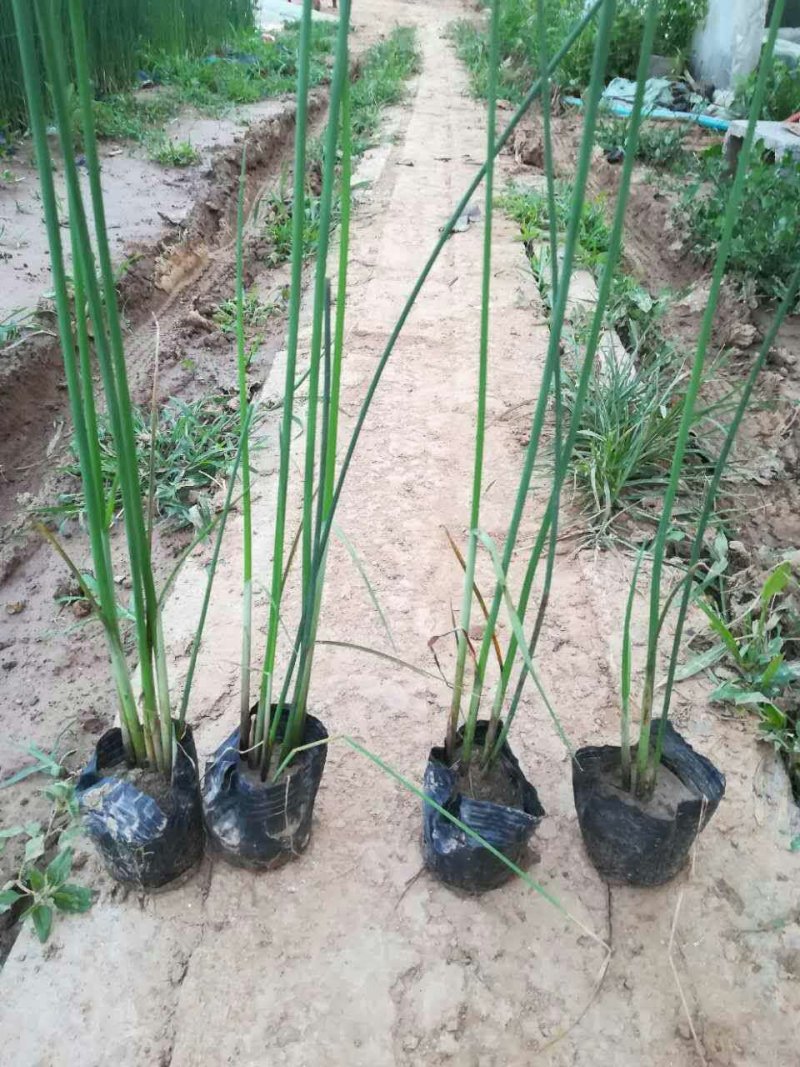水生植物种苗批发
