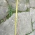 野生党参
