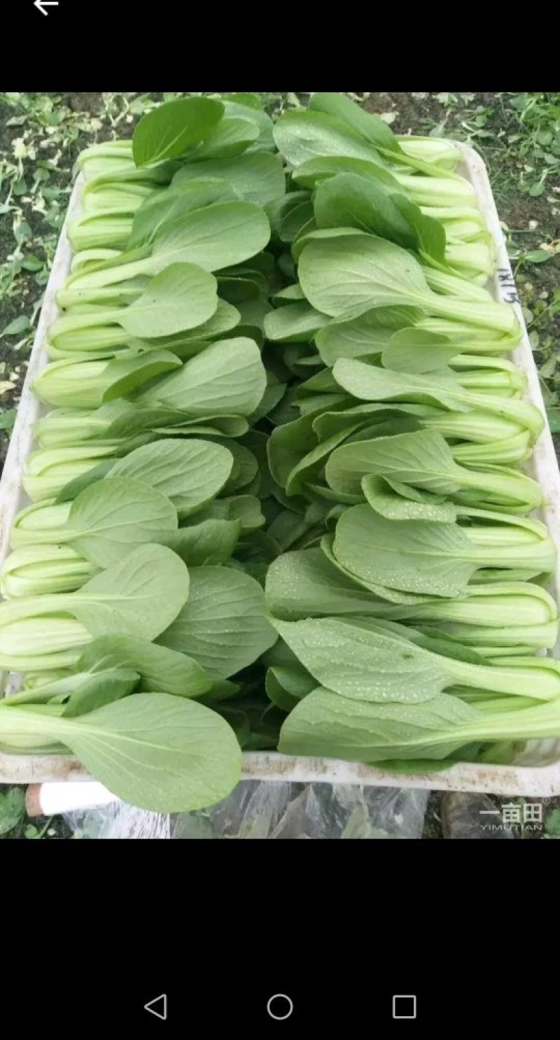 常年供应小青菜，油菜，，种植6年经验，保证质量，量大