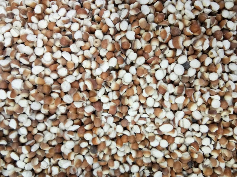 【热卖】芡实米肇庆芡实米新货粒粒饱满50斤起批不包邮