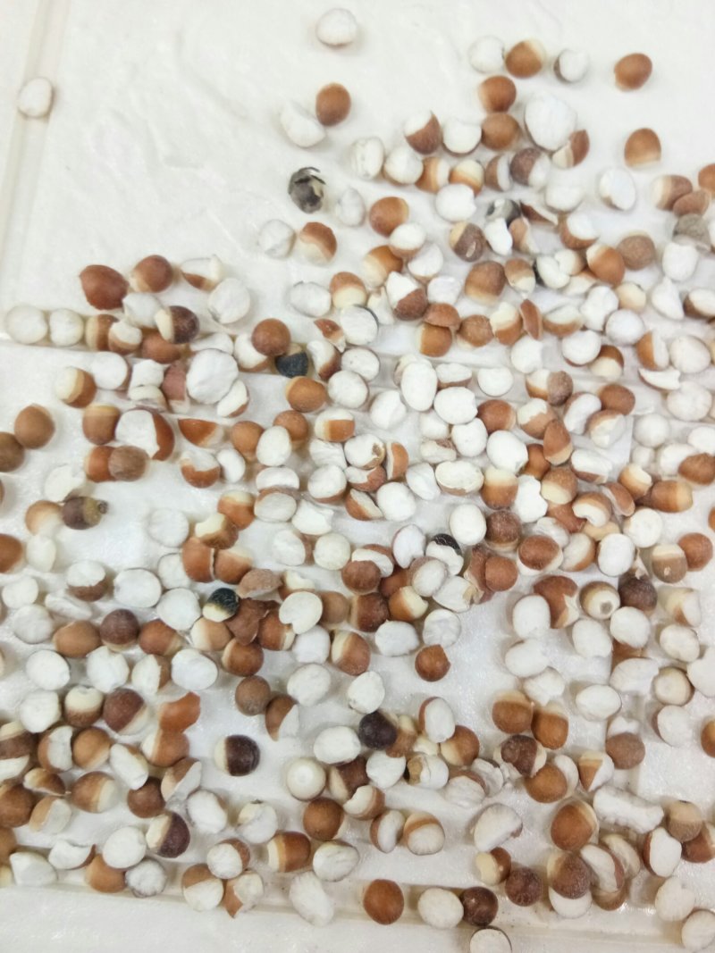 【热卖】芡实米肇庆芡实米新货粒粒饱满50斤起批不包邮