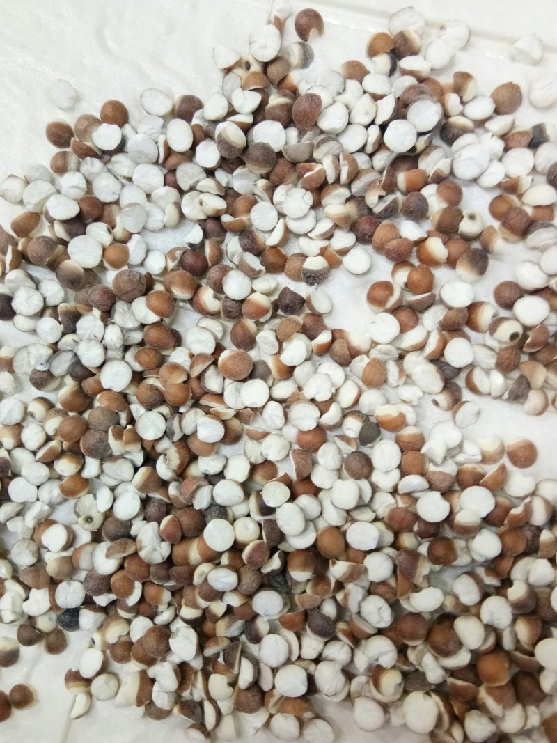 【热卖】芡实米肇庆芡实米新货粒粒饱满50斤起批不包邮