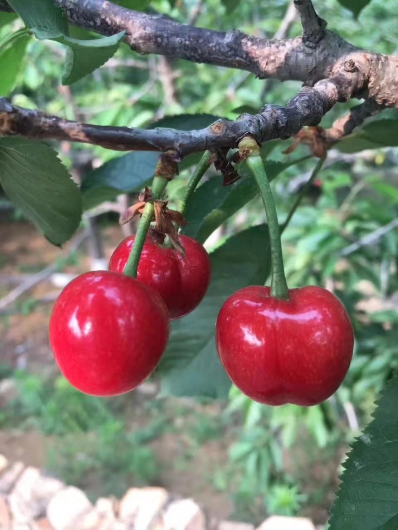 沂蒙山陆地大樱桃