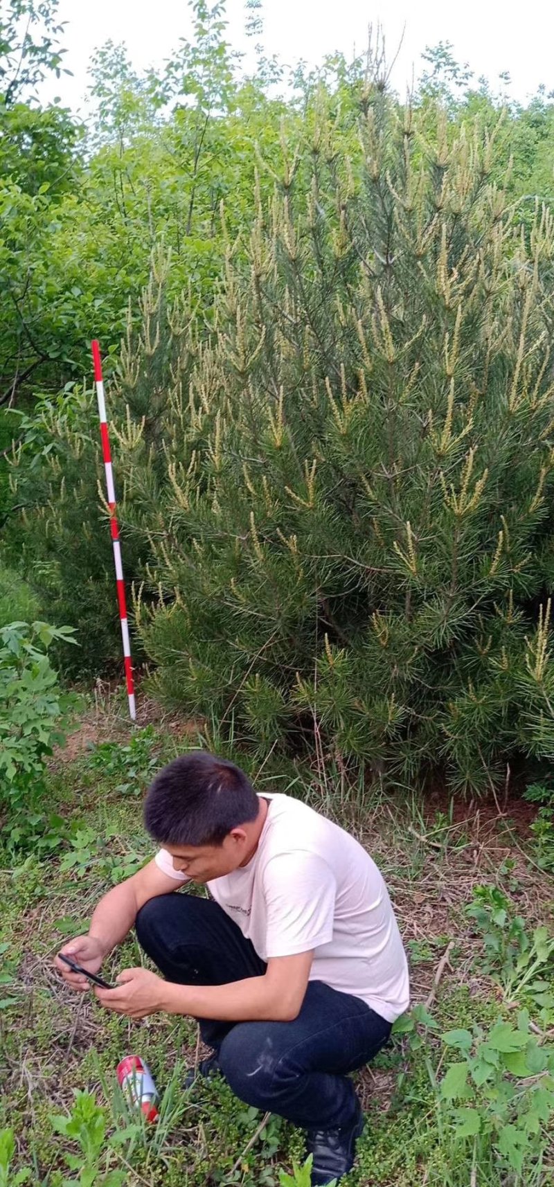 兰田白皮松丨一5米量大