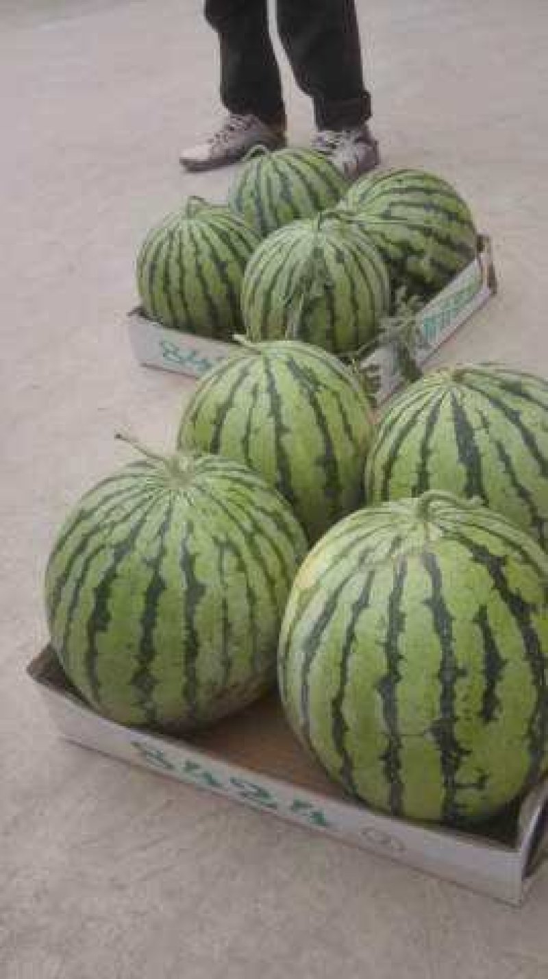 夏邑县大棚8424有籽，无籽西瓜已大量上市，皮薄，甜度高