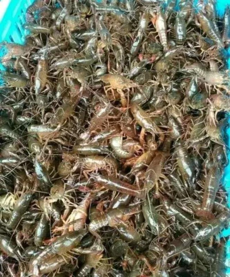 小龙虾虾苗基地货源批发零售