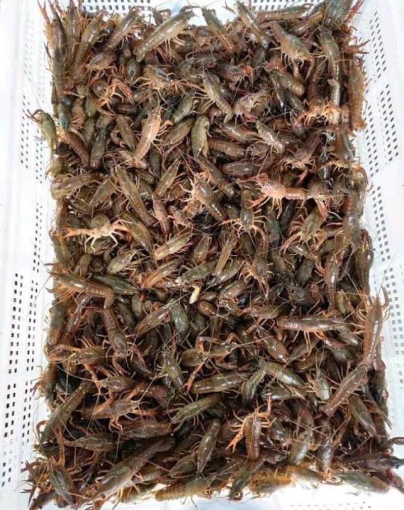小龙虾虾苗基地货源批发零售