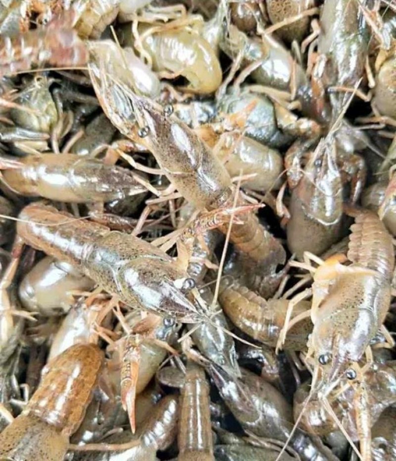 小龙虾虾苗基地货源批发零售