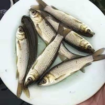 鲫鱼苗基地货源批发零售
