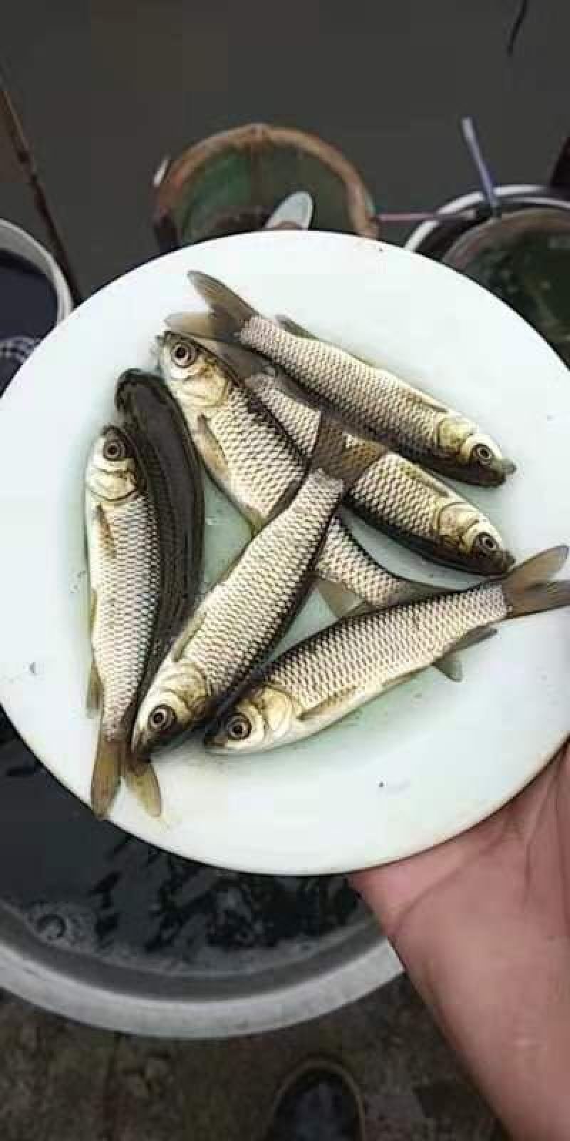 鲫鱼苗基地货源批发零售