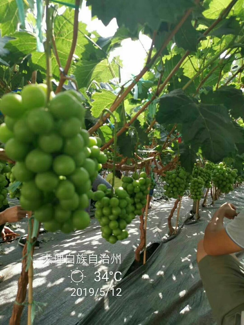 阳光玫瑰1斤－1.5斤