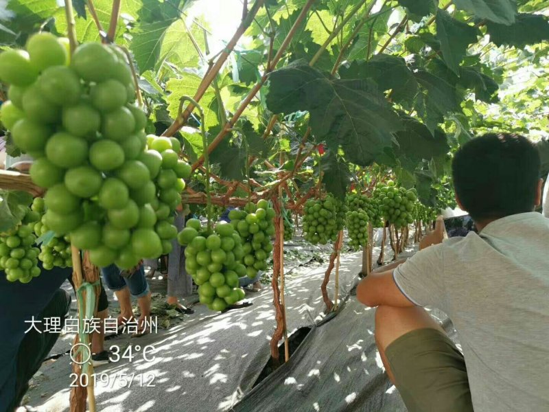 阳光玫瑰1斤－1.5斤