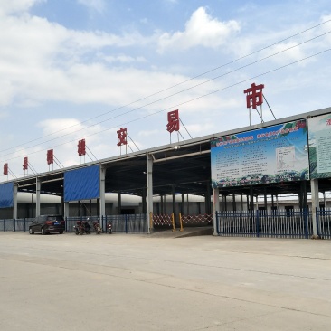 早中晚大樱桃