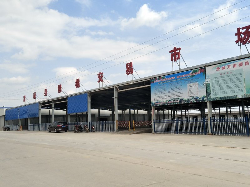 早中晚大樱桃