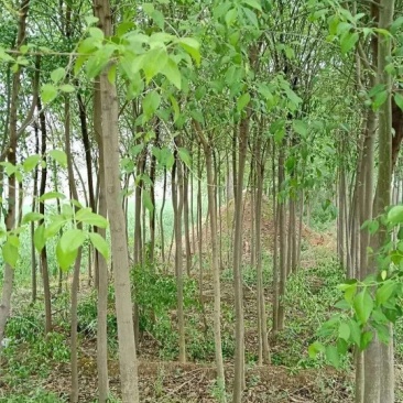 杜仲树苗