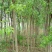 杜仲树苗