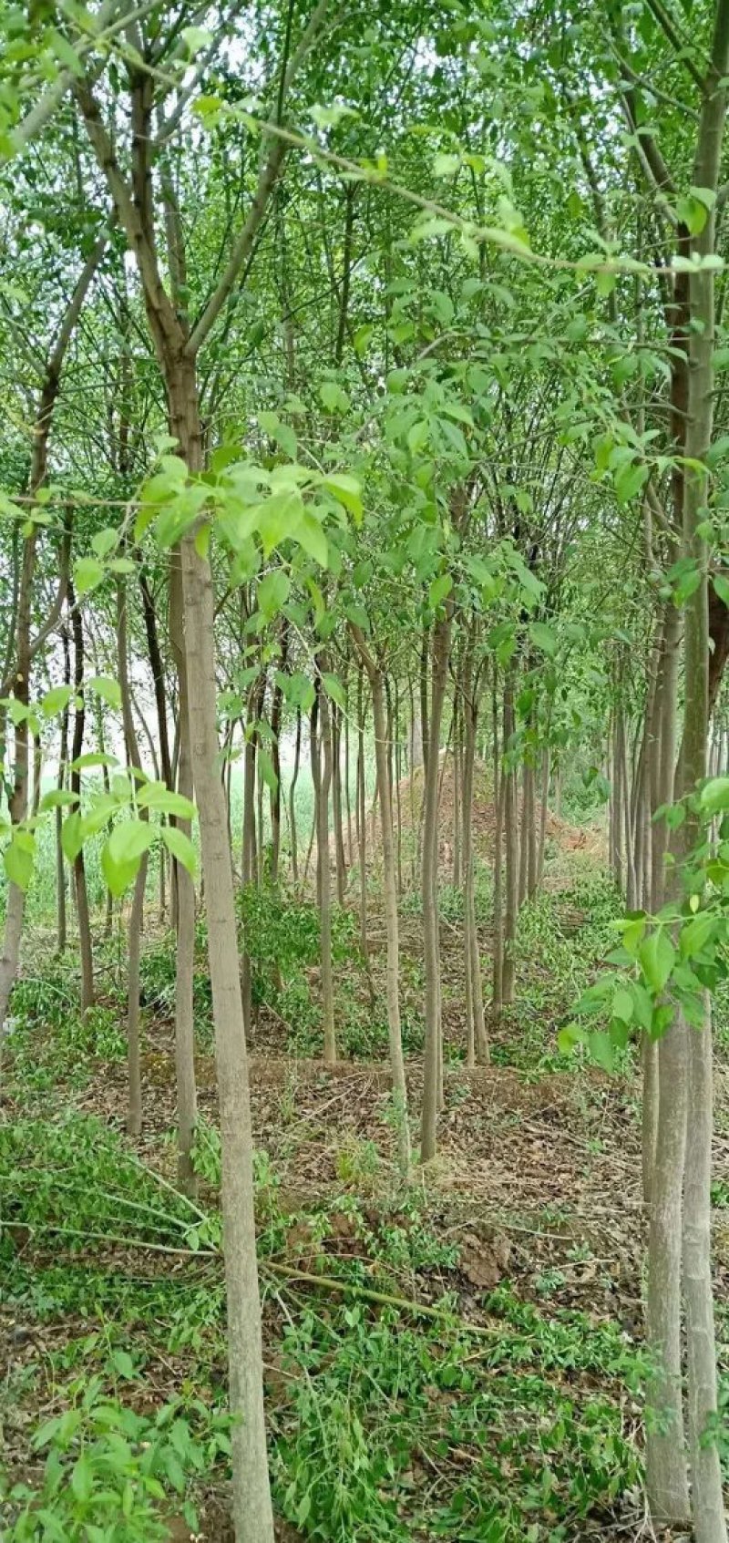 杜仲树苗