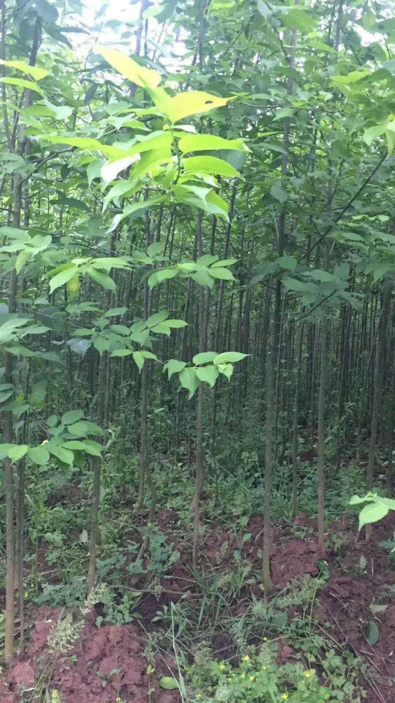 杜仲树苗