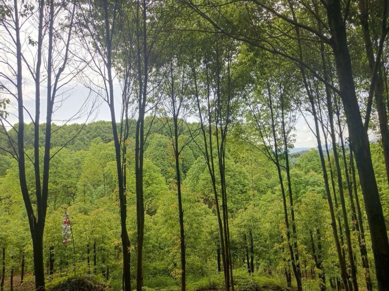 香樟树！油樟