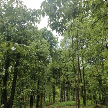 香樟树！油樟
