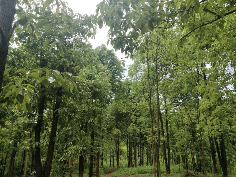 香樟树！油樟