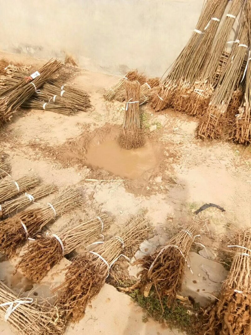 供应梨树苗