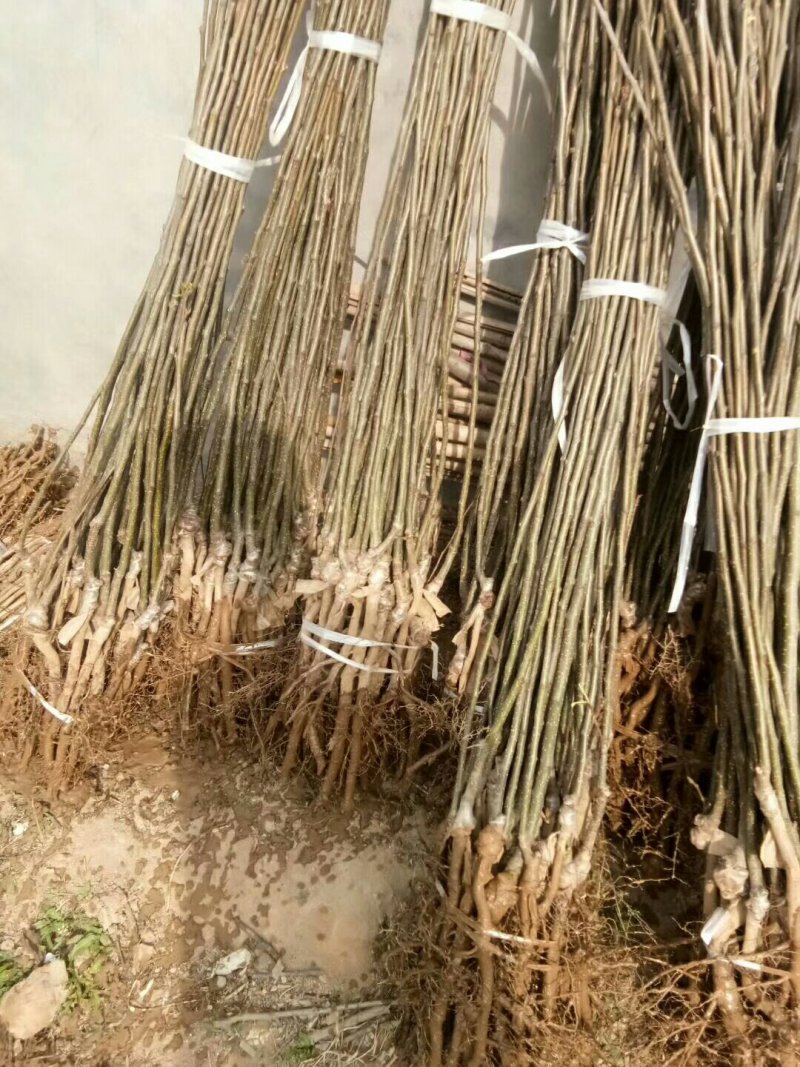 供应梨树苗