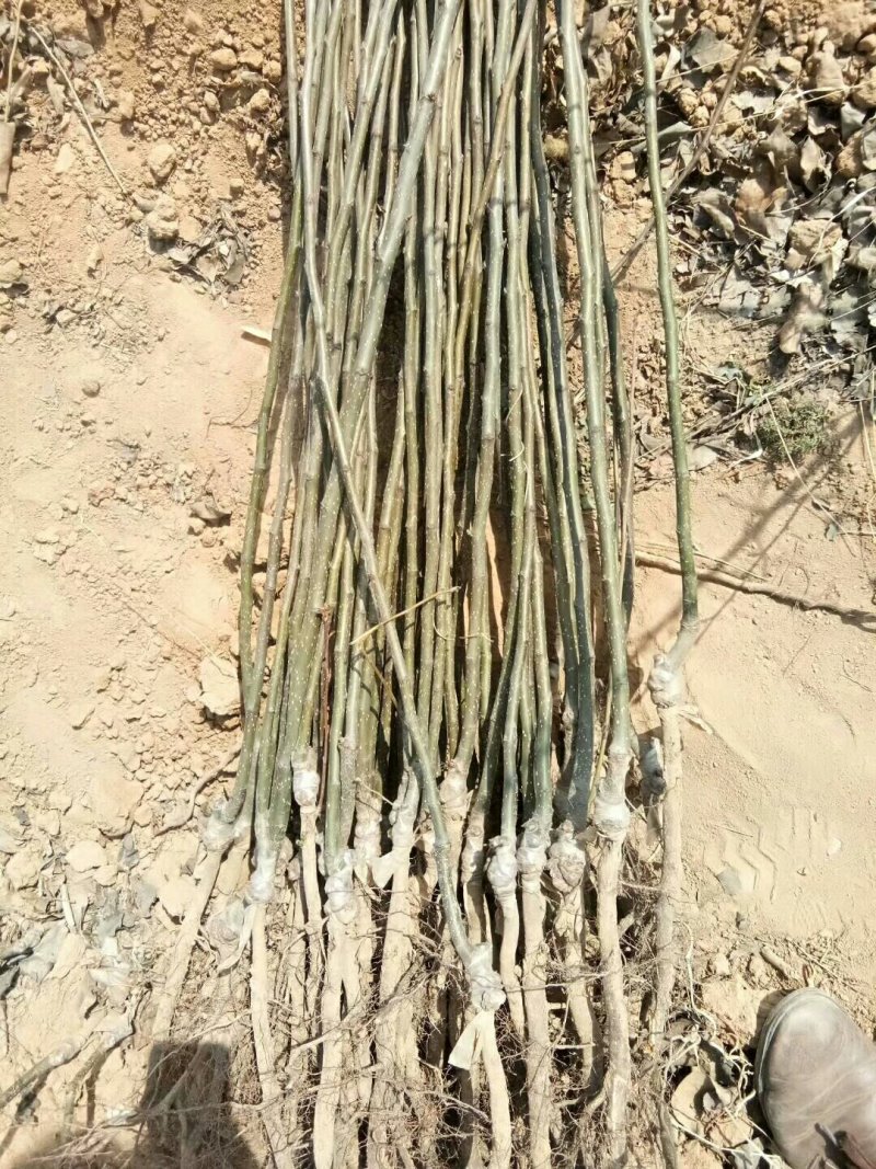 供应梨树苗