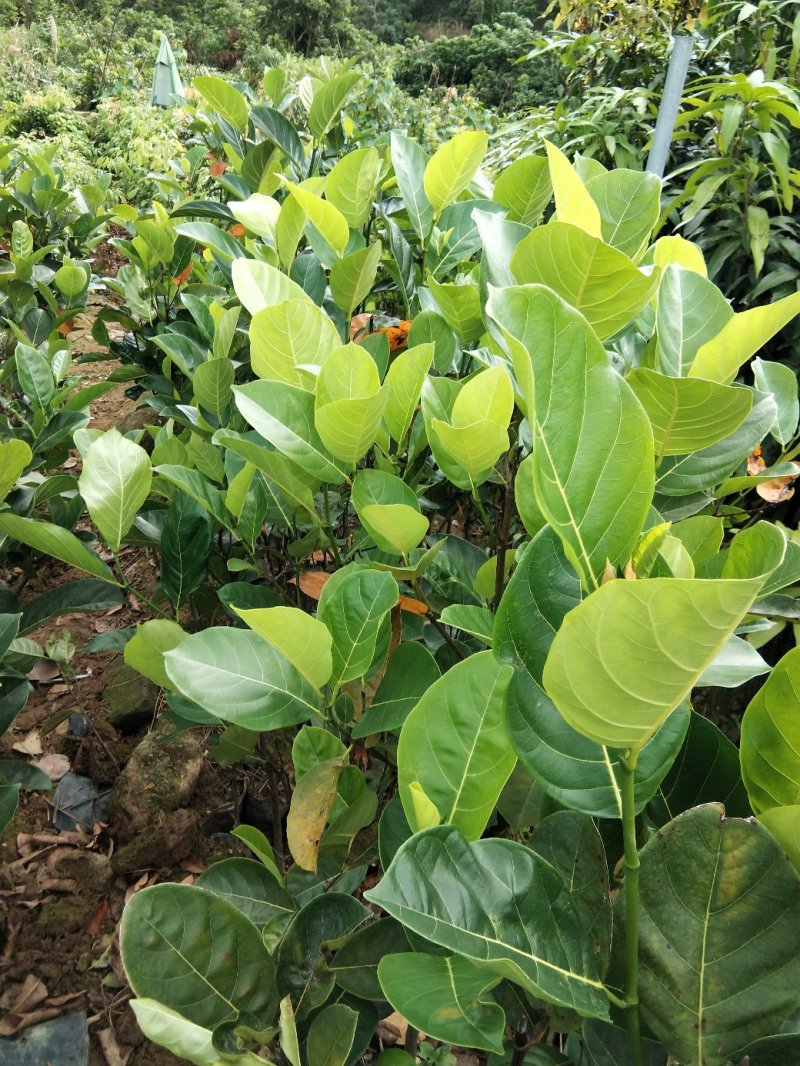 木菠萝树苗黄肉木菠萝广西嫁接苗带土带叶菠萝蜜果树苗