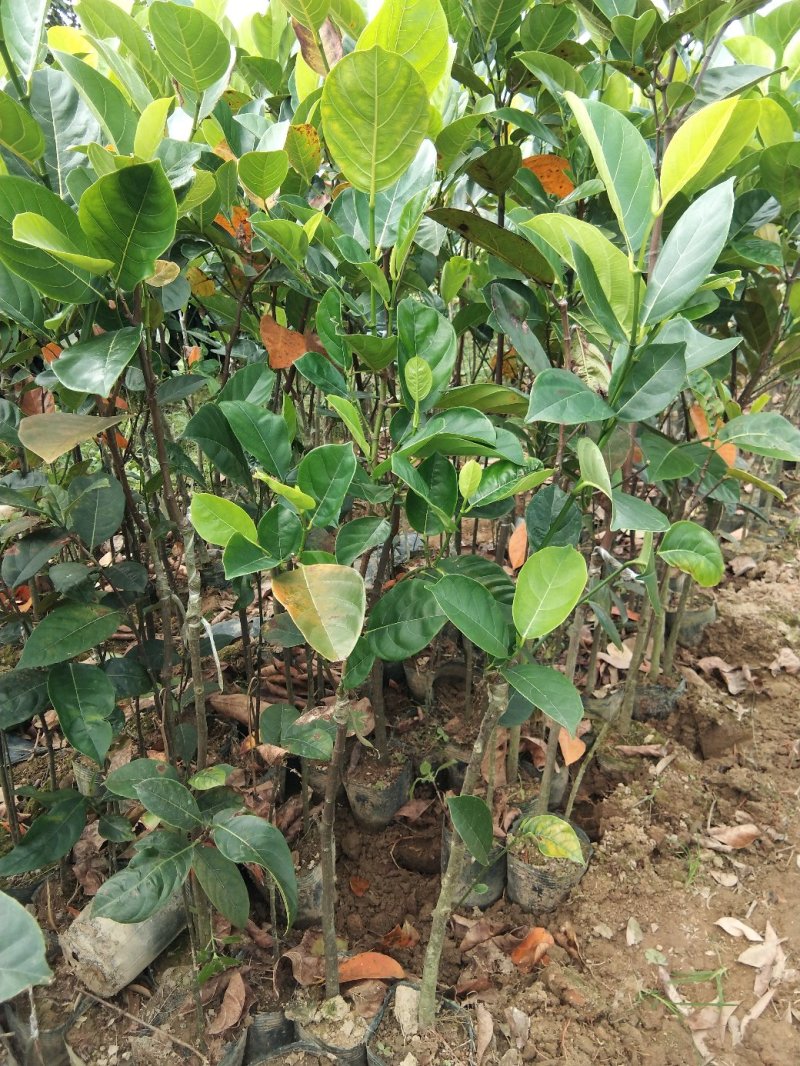 木菠萝树苗黄肉木菠萝广西嫁接苗带土带叶菠萝蜜果树苗