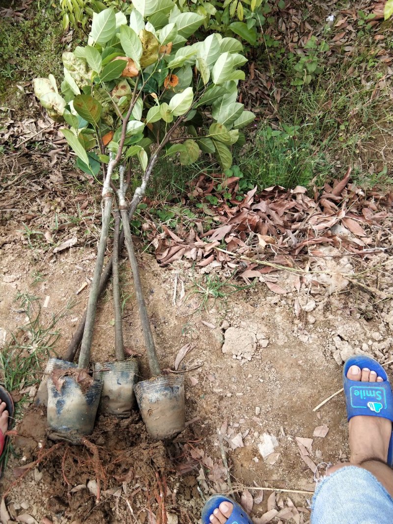 木菠萝树苗黄肉木菠萝广西嫁接苗带土带叶菠萝蜜果树苗