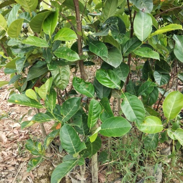 木菠萝树苗黄肉木菠萝广西嫁接苗带土带叶菠萝蜜果树苗