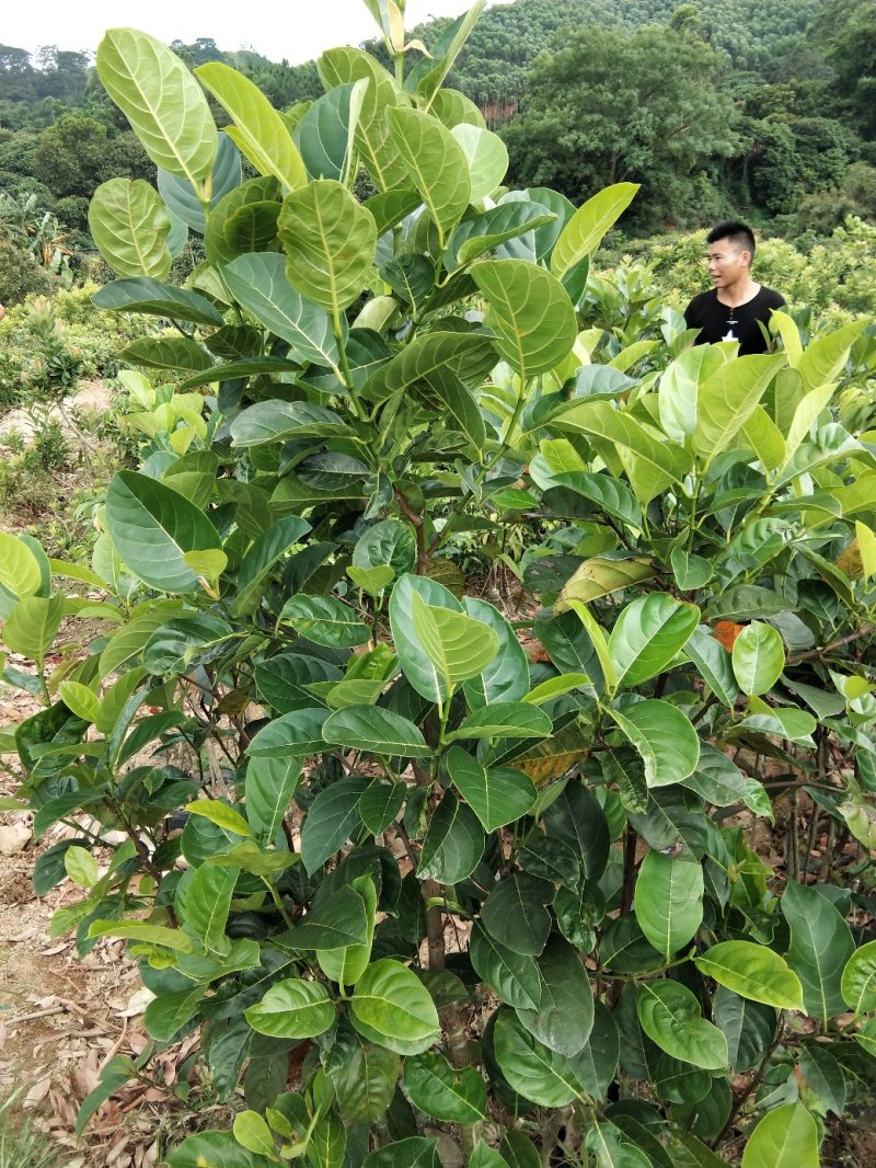 木菠萝树苗黄肉木菠萝广西嫁接苗带土带叶菠萝蜜果树苗