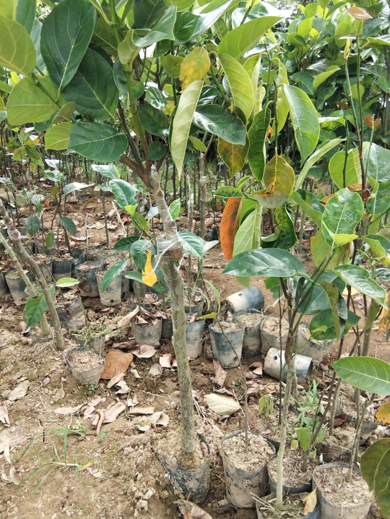木菠萝树苗黄肉木菠萝广西嫁接苗带土带叶菠萝蜜果树苗